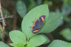 Heliophorus