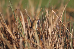 Spartonoica maluroides