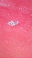 Coniocleonus excoriatus