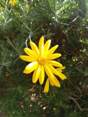 Euryops pectinatus