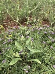 Erucastrum austroafricanum