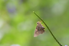 Hasora badra