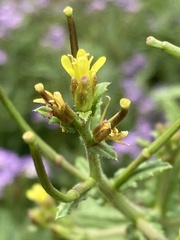 Erucastrum austroafricanum