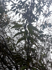 Buddleja bullata