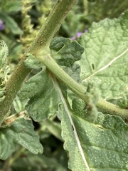 Erucastrum austroafricanum