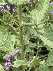 Erucastrum austroafricanum