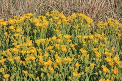 Senecio selloi