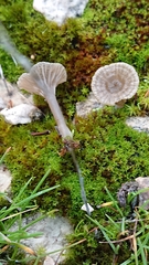 Arrhenia rickenii