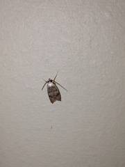 Scatochresis innumera