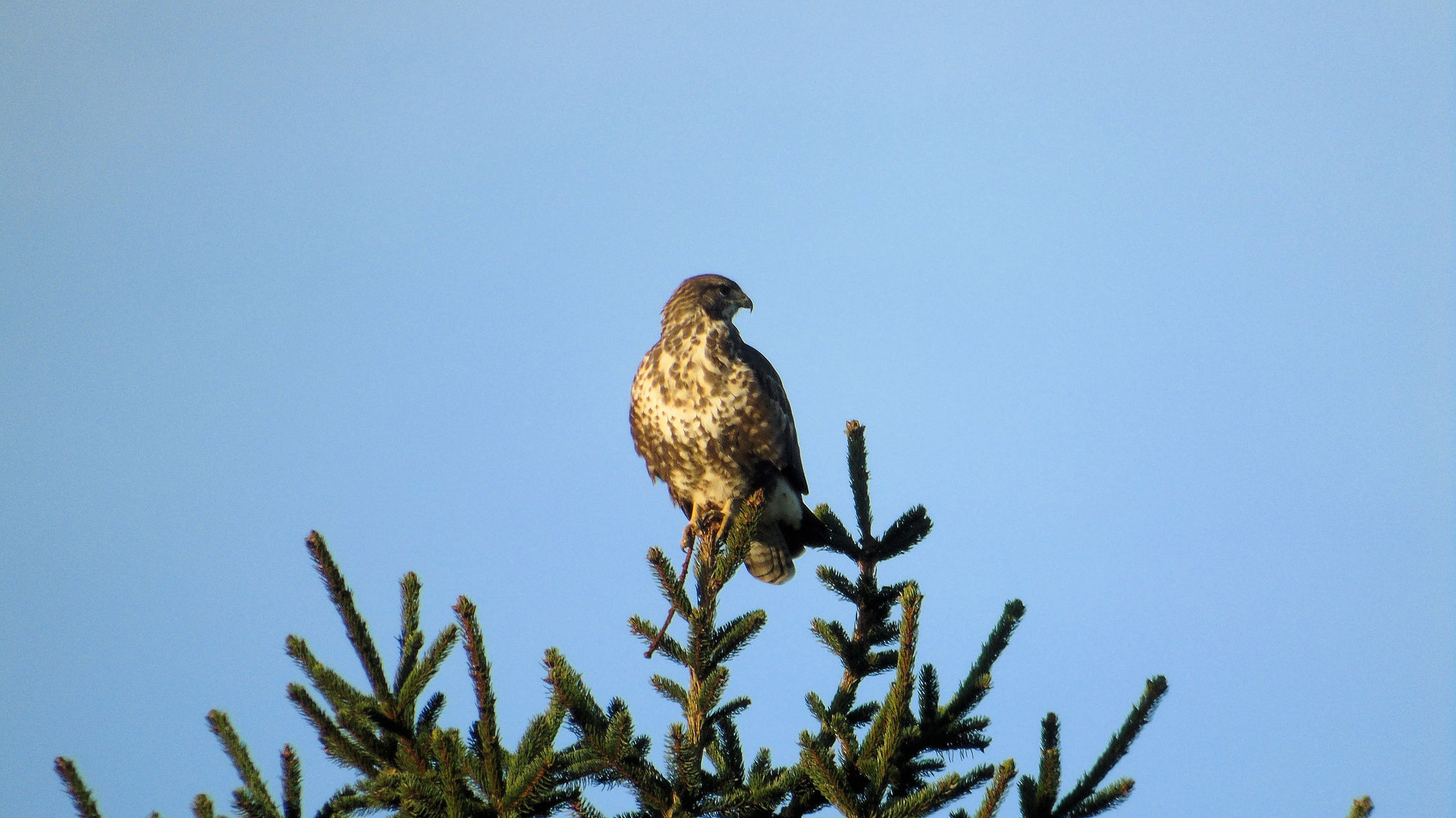 Common Buzzard
