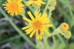 Althos pallescens