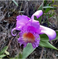 Sobralia violacea
