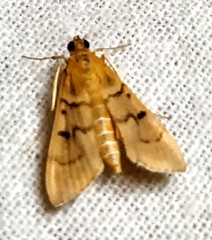 Dichocrocis