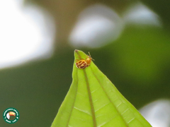 Psyllobora rufosignata