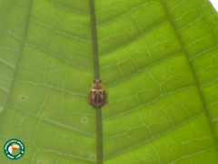 Psyllobora rufosignata