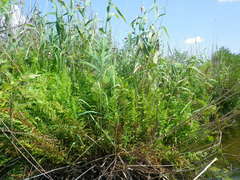 Thelypteris palustris