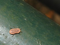 Drosicha