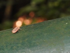 Drosicha