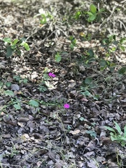 Oxalis arenaria