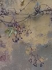 Parthenocissus tricuspidata