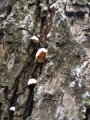 Crepidotus fimbriatus