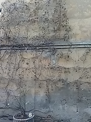 Parthenocissus tricuspidata