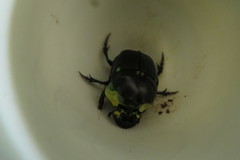 Diabroctis mimas