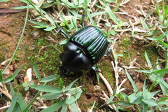 Diabroctis mimas