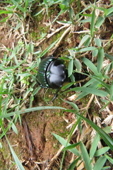 Diabroctis mimas