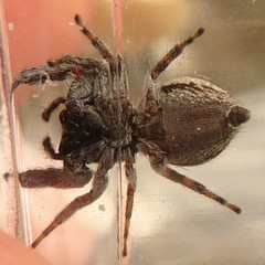 Simaetha thoracica
