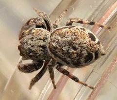 Simaetha thoracica