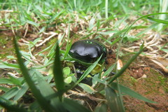 Diabroctis mimas