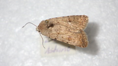 Caradrina clavipalpis