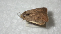 Caradrina clavipalpis