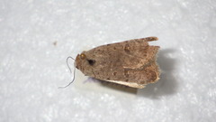 Caradrina clavipalpis