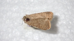 Caradrina clavipalpis