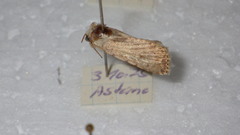 Caradrina clavipalpis