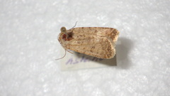 Caradrina clavipalpis