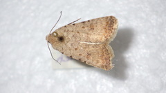 Caradrina clavipalpis