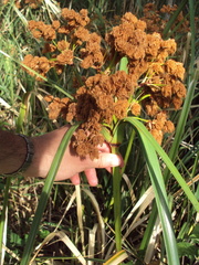 Androtrichum giganteum