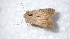 Caradrina clavipalpis