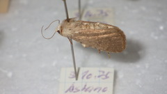 Caradrina clavipalpis