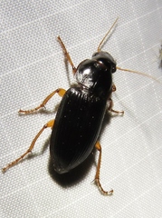 Harpalus texanus