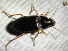 Harpalus texanus