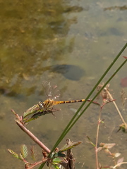 Paragomphus lineatus