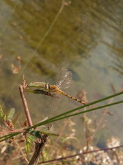 Paragomphus lineatus