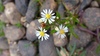 Tradescant's Aster - Photo (c) Ian Bryson, some rights reserved (CC BY-NC), uploaded by Ian Bryson