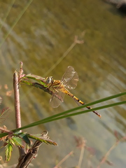 Paragomphus lineatus