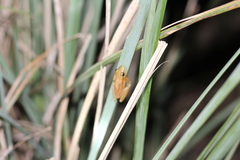 Scinax squalirostris