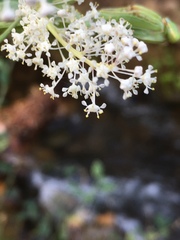 Ceanothus integerrimus macrothyrsus